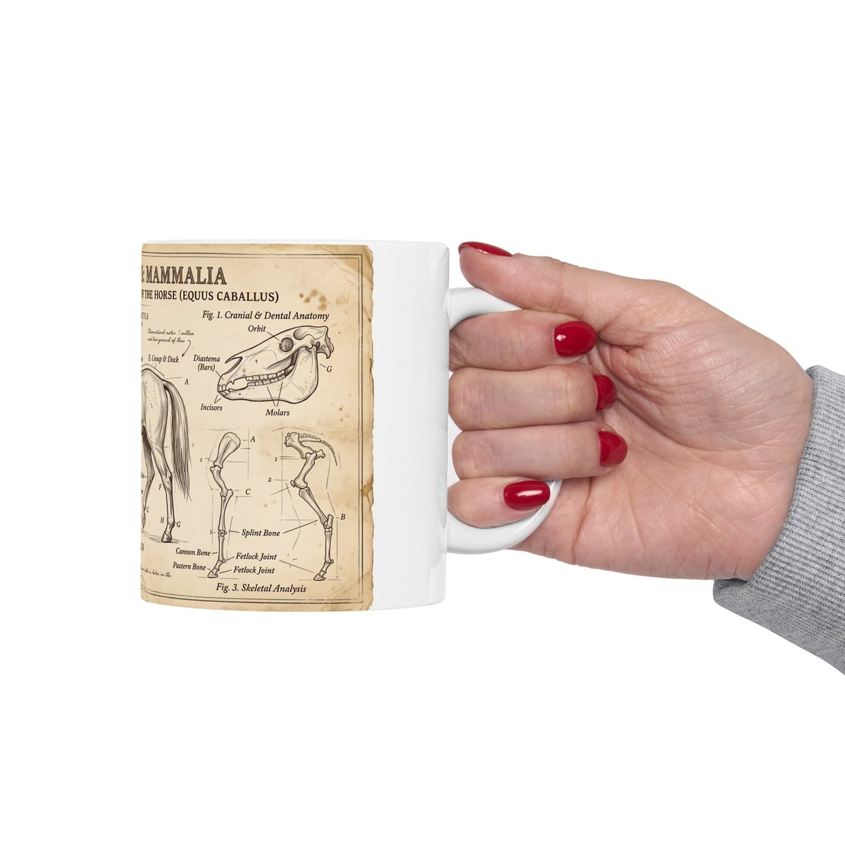 Vintage Horse Anatomy Coffee Mug