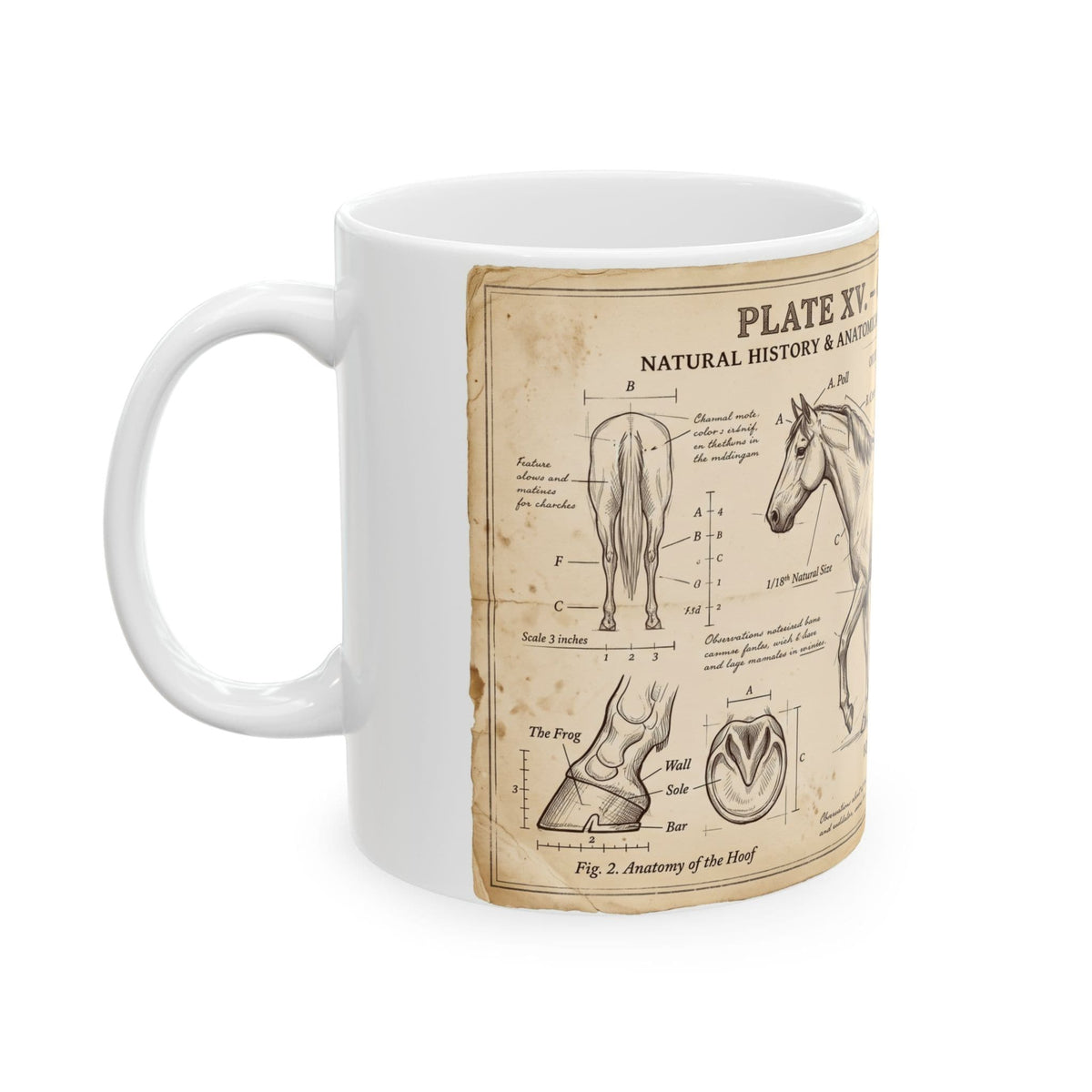 Vintage Horse Anatomy Coffee Mug