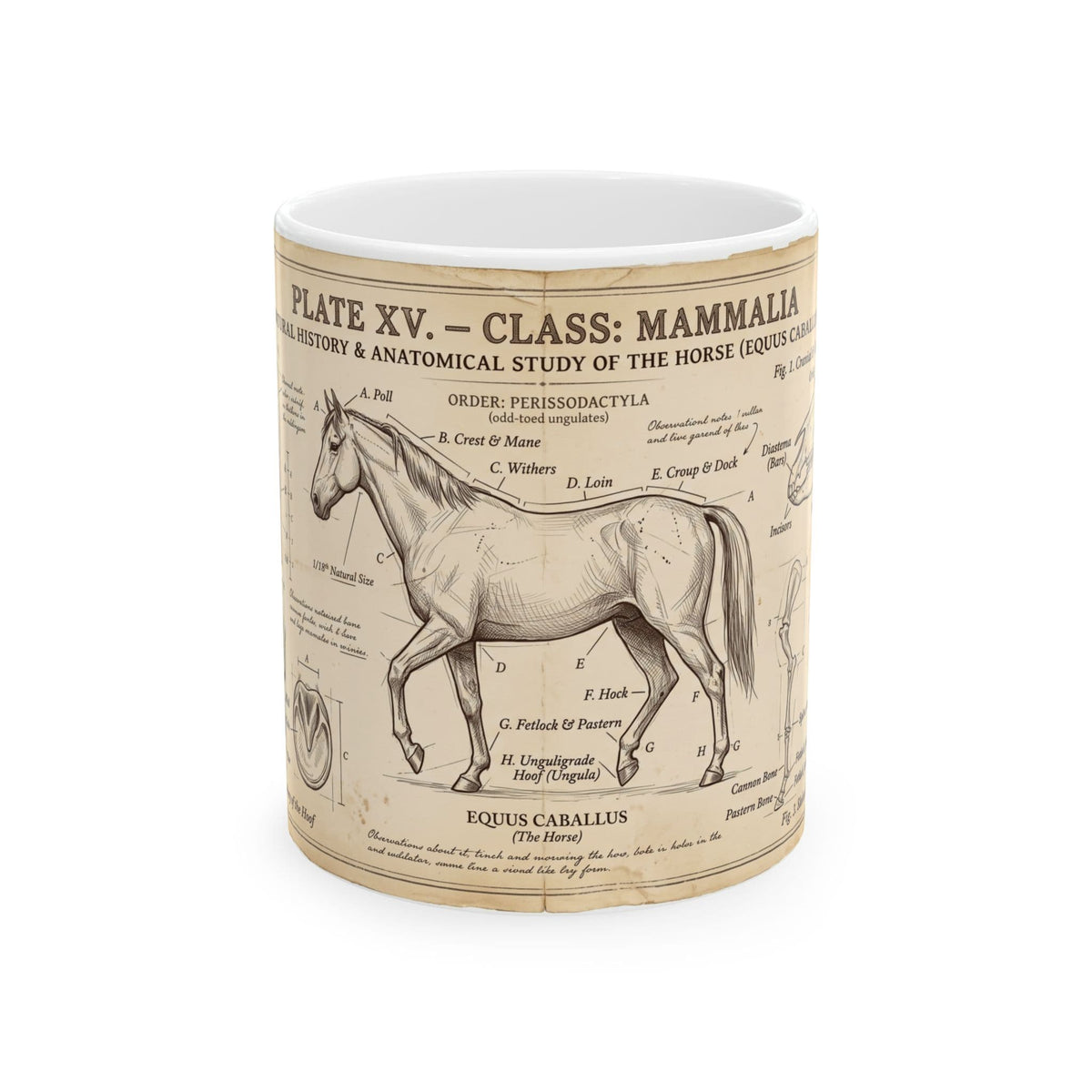 Vintage Horse Anatomy Coffee Mug